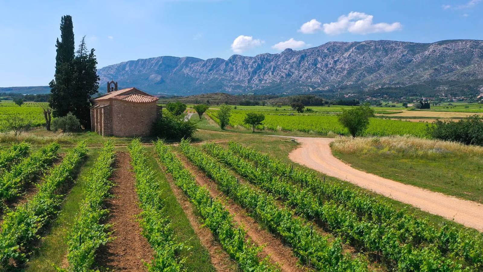 Exclusive Mont Sainte-Victoire Wine Tour – A Refined Journey Through Provençal Terroirs
