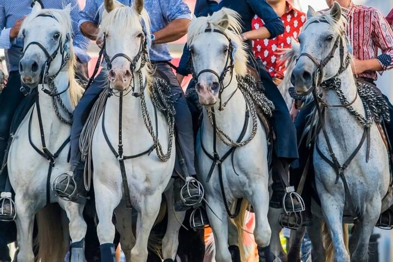 Arles & The Camargue Full-Day Private Tour