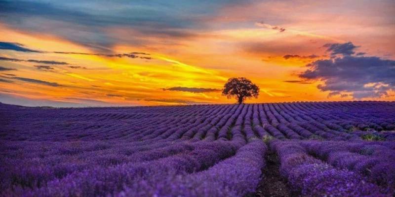 Discover the Lavender Fields of Valensole  on a Private Shore Excursion from Marseille Port