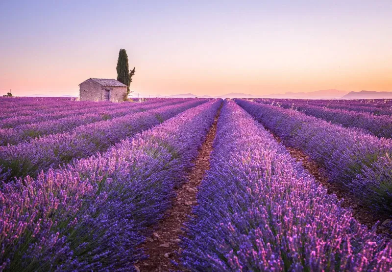 Discover the Magic of Lavender Fields in Provence with Our Expert Driver-Guide